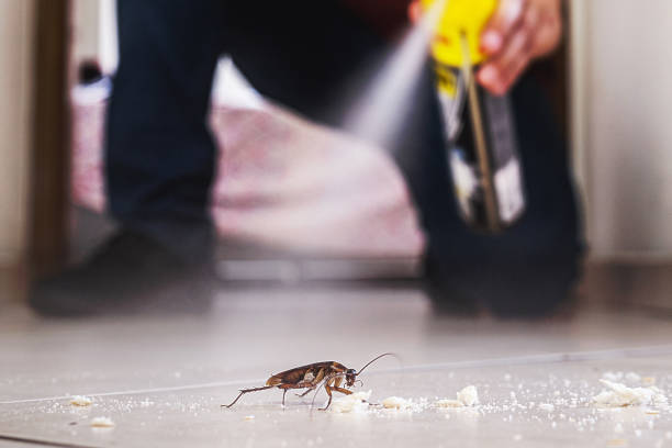 Best Wasp Removal Services  in Glenarden, MD